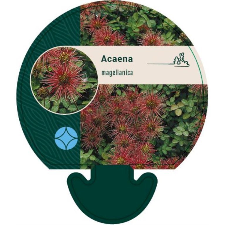 Større Burnet Tornnød