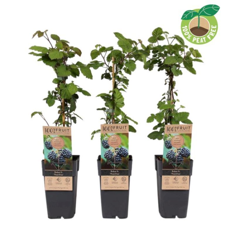 Brombær 'Thornless Evergreen'