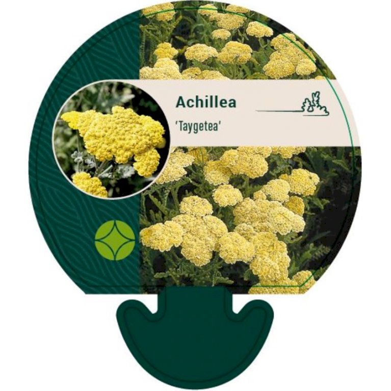 Røllike 'Taygetea'