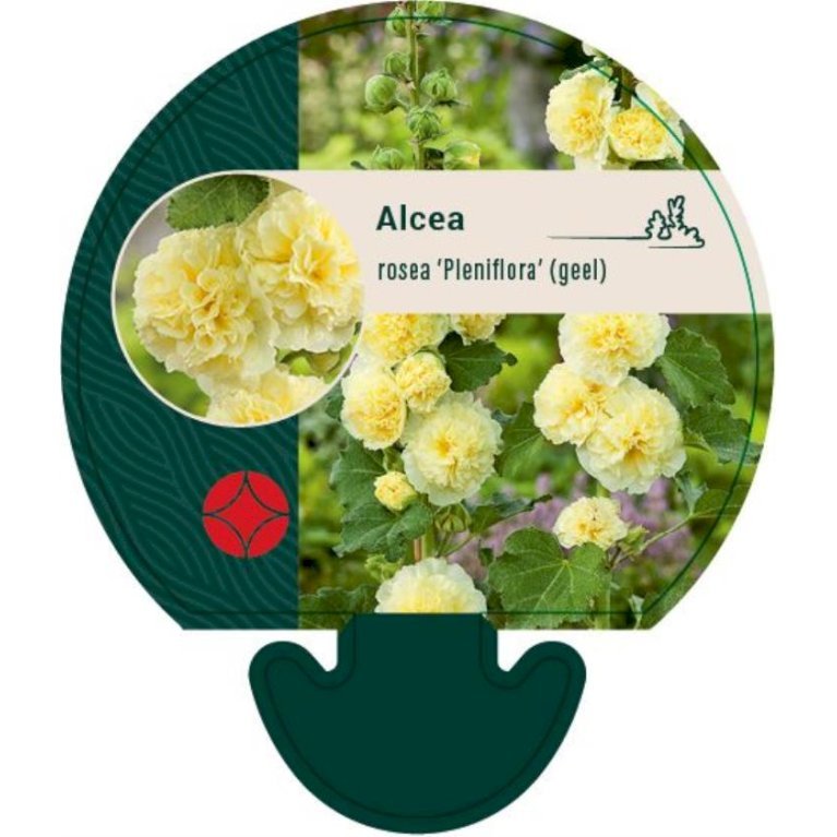 Stokrose 'Pleniflora' gul