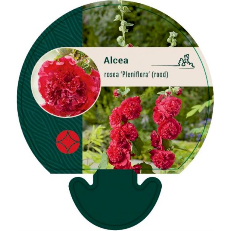 Stokrose 'Pleniflora' rød