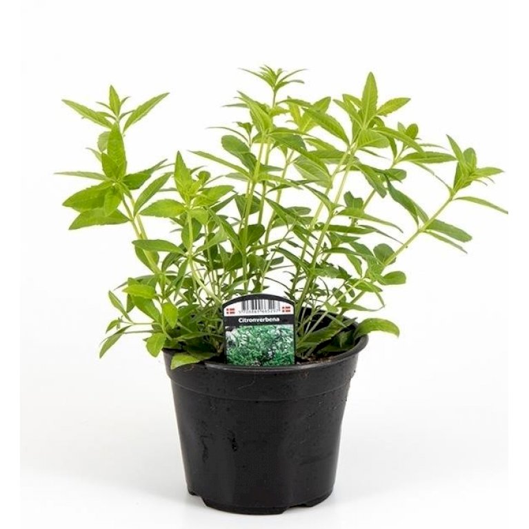 Citronverbena