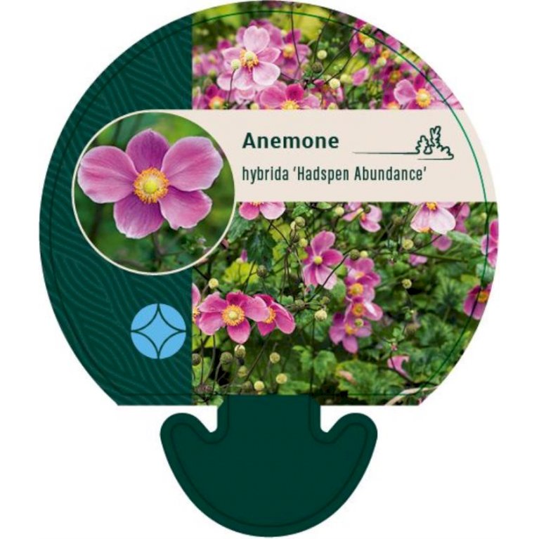 Høstanemone - Anemone x hybrida 'Hadspen Abundance' (0,8 liter potte)