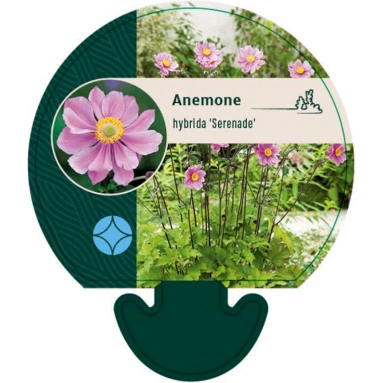 Høstanemone 'Serenade' - Anemone x hybrida 'Serenade' (0,8 liter potte)