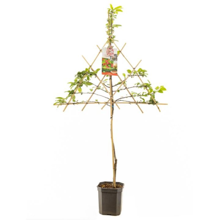 Paradisæble 'Red Sentinel'