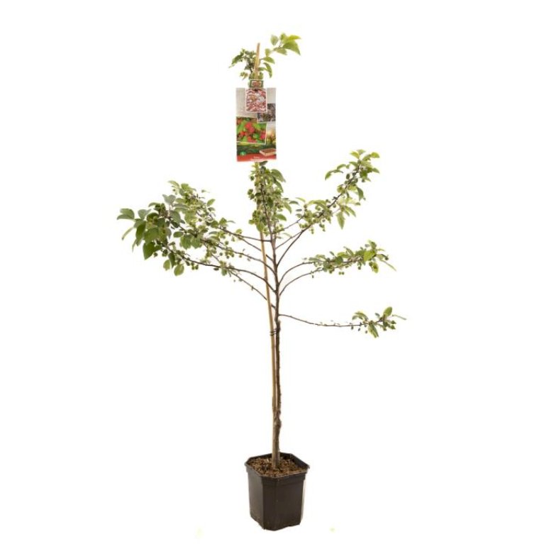 Paradisæble 'Red Sentinel'