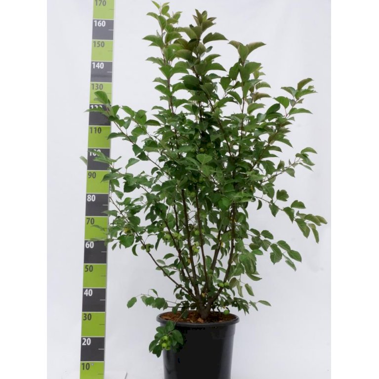 Paradisæble 'Red Sentinel'