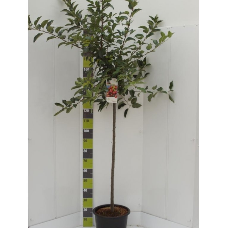 Paradisæble 'Red Sentinel'