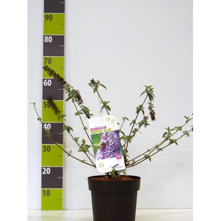 Sommerfuglebusk 'Empire Blue'