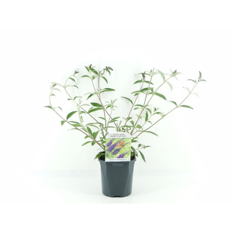 Sommerfuglebusk 'Empire Blue'