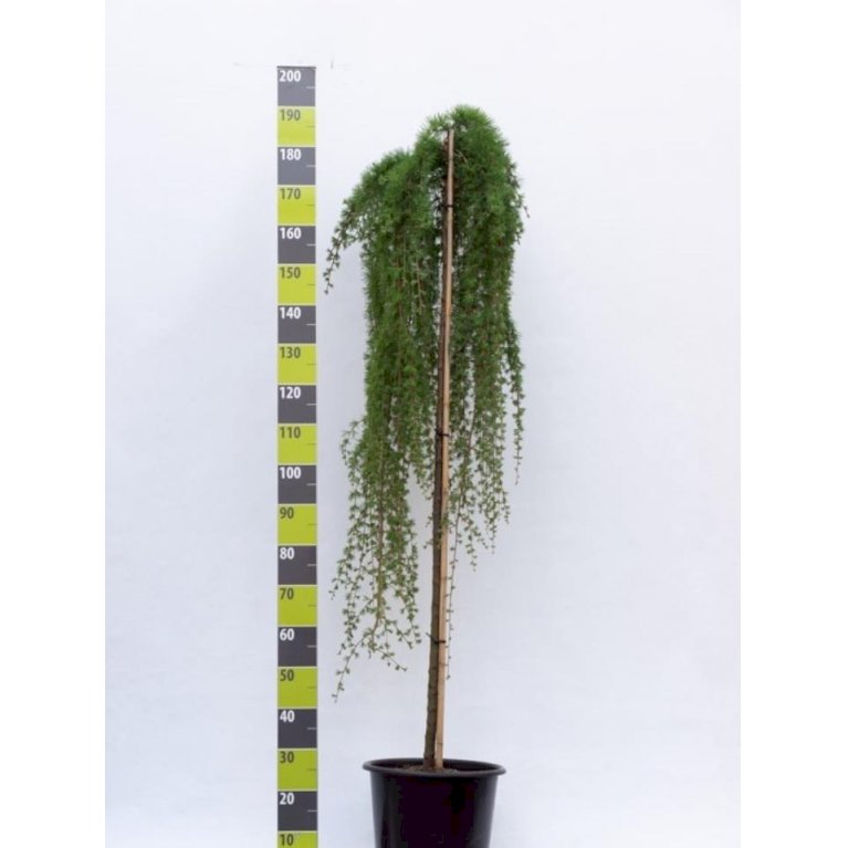 Hængende Japansk Lærk 'Stiff Weeping'