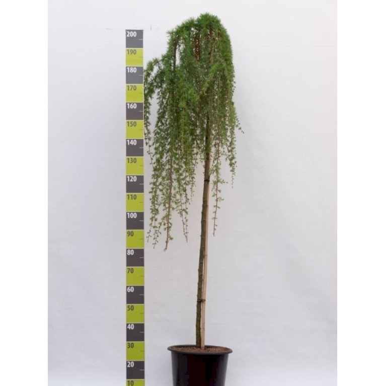 Hængende Japansk Lærk 'Stiff Weeping'