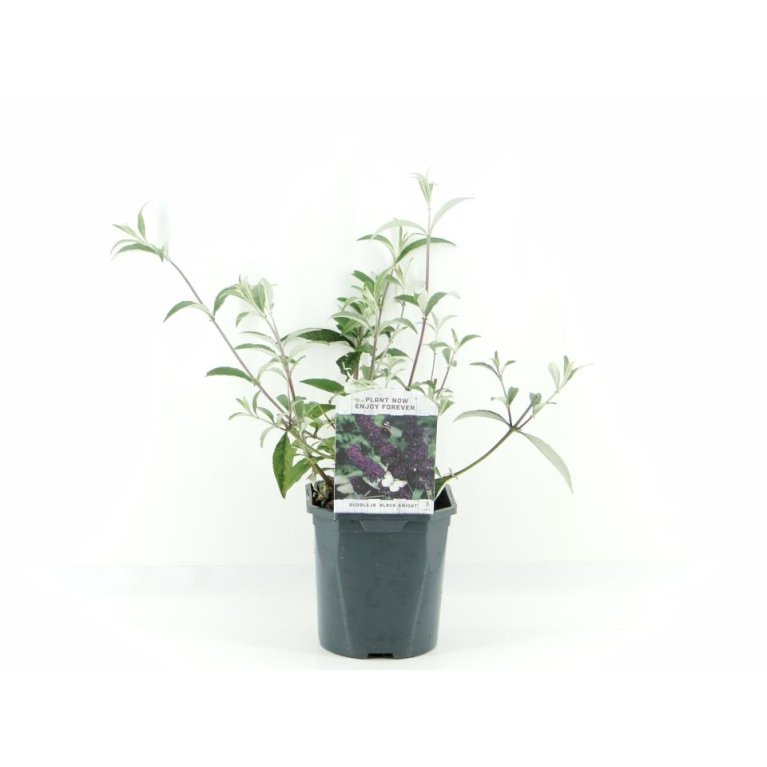 Sommerfuglebusk 'Black Knight'