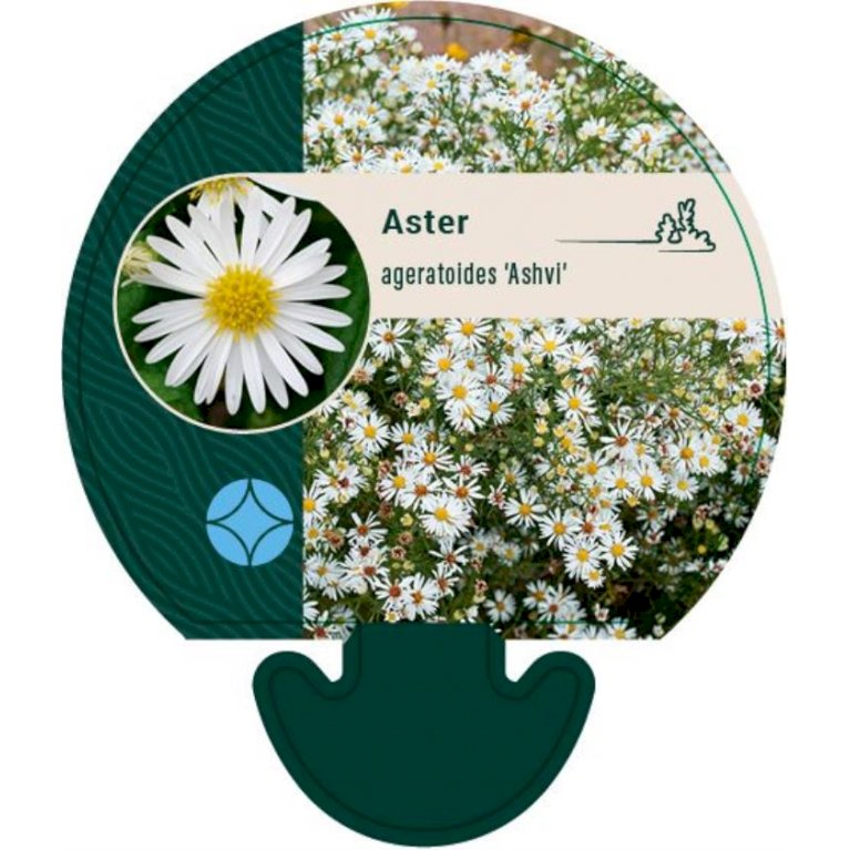 Japansk Aster