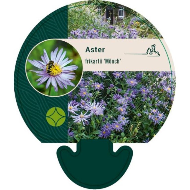 Asters