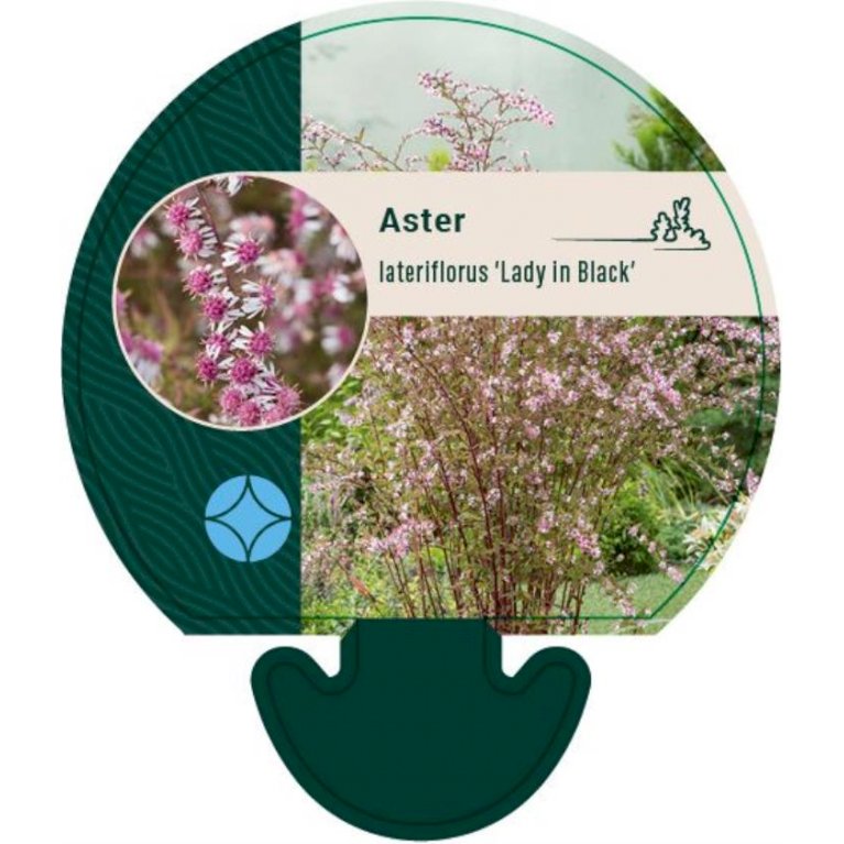 Asters 'Lady In Black'