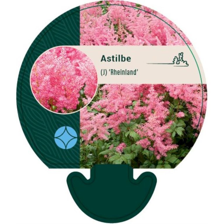 Astilbe
