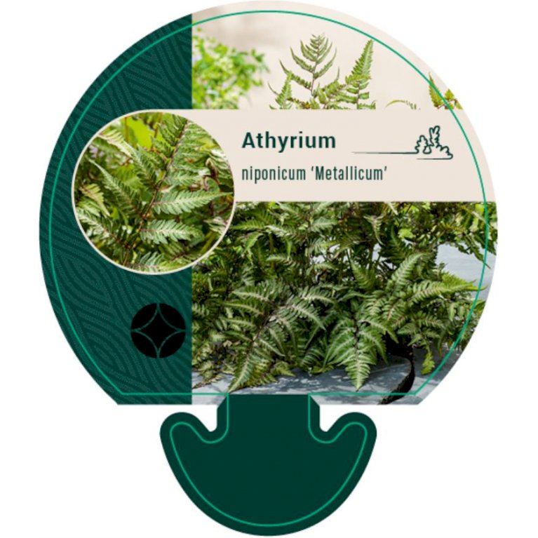 Athyrium niponicum 'Metallicum'