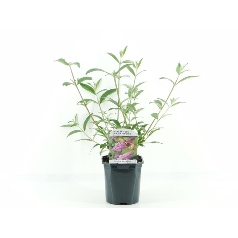 Sommerfuglebusk 'Pink Delight'
