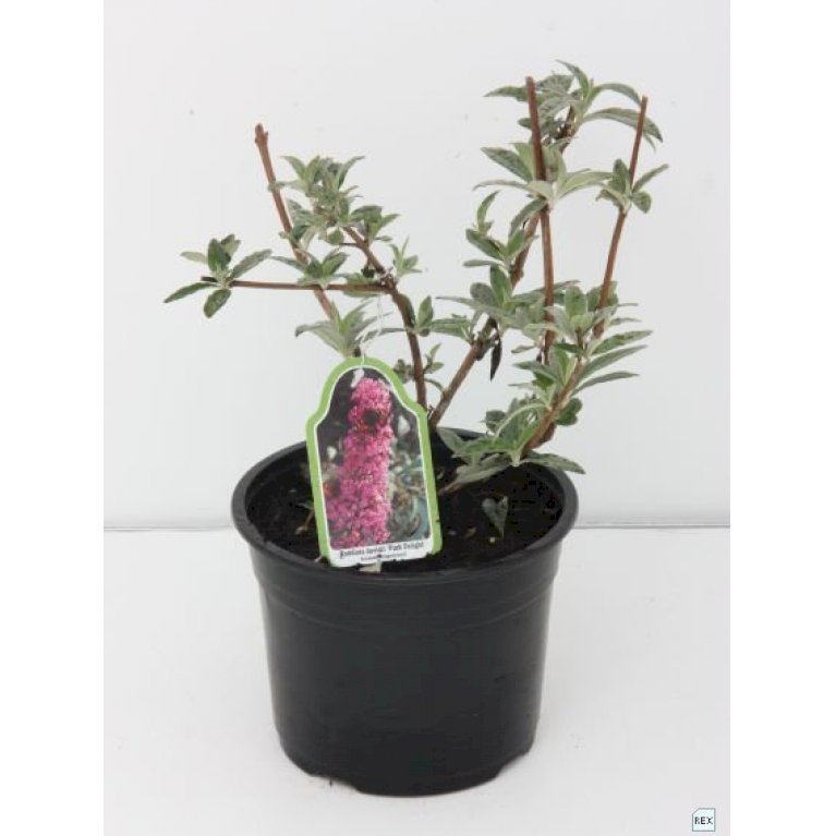 Sommerfuglebusk 'Pink Delight'