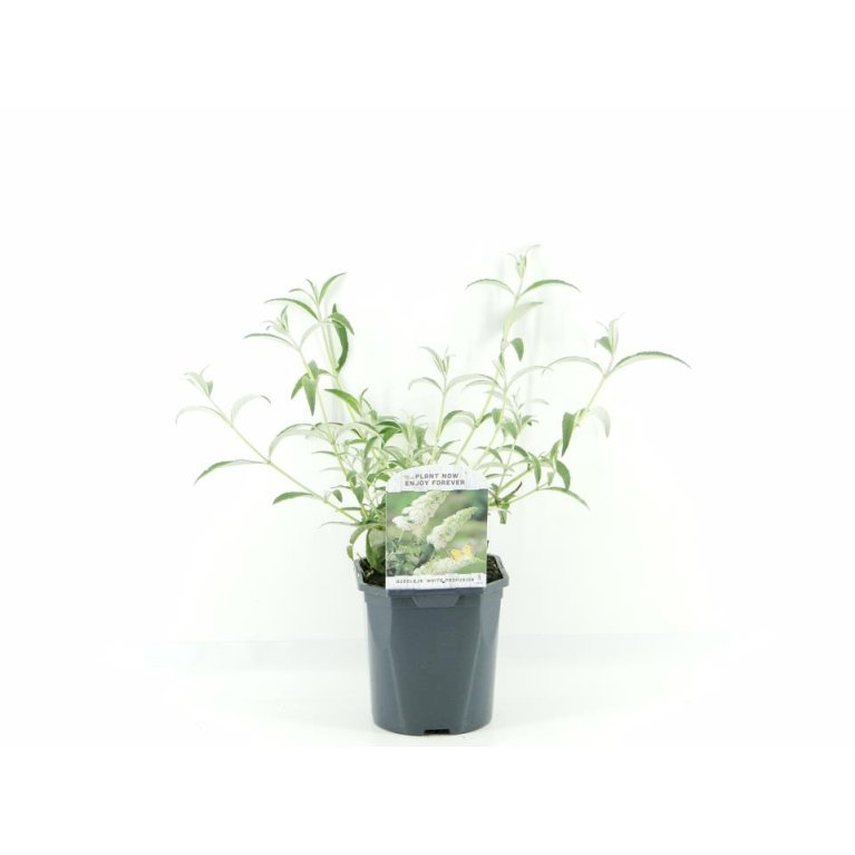 Sommerfuglebusk 'White Profusion'