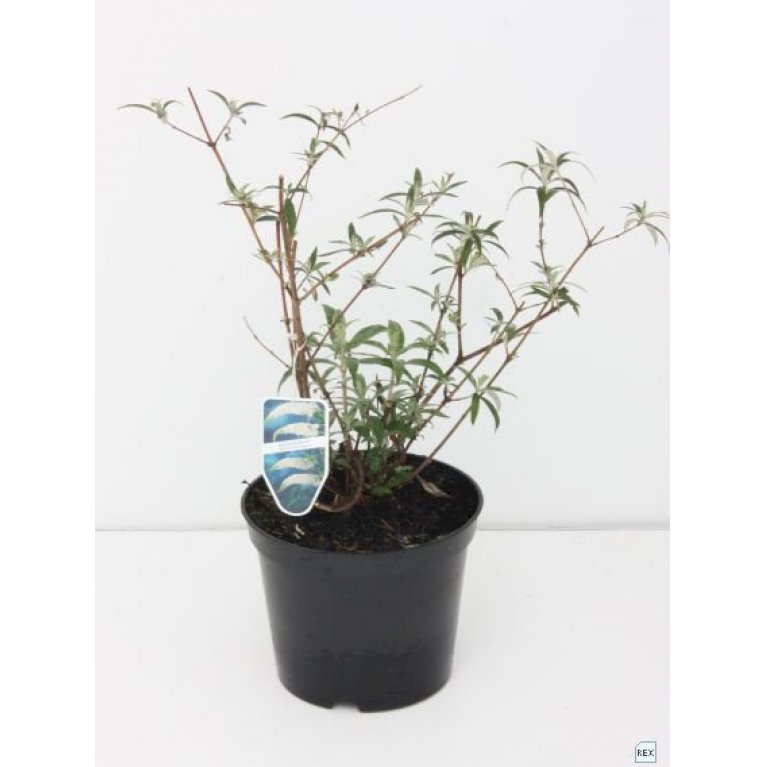 Sommerfuglebusk 'White Profusion'