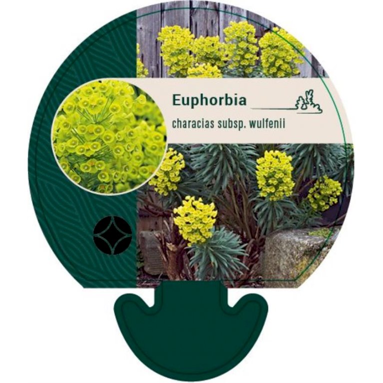 Bopæl metallisk handling Vortemælk - Euphorbia characias ssp. wulfenii - Stauder - Plantetorvet.dk
