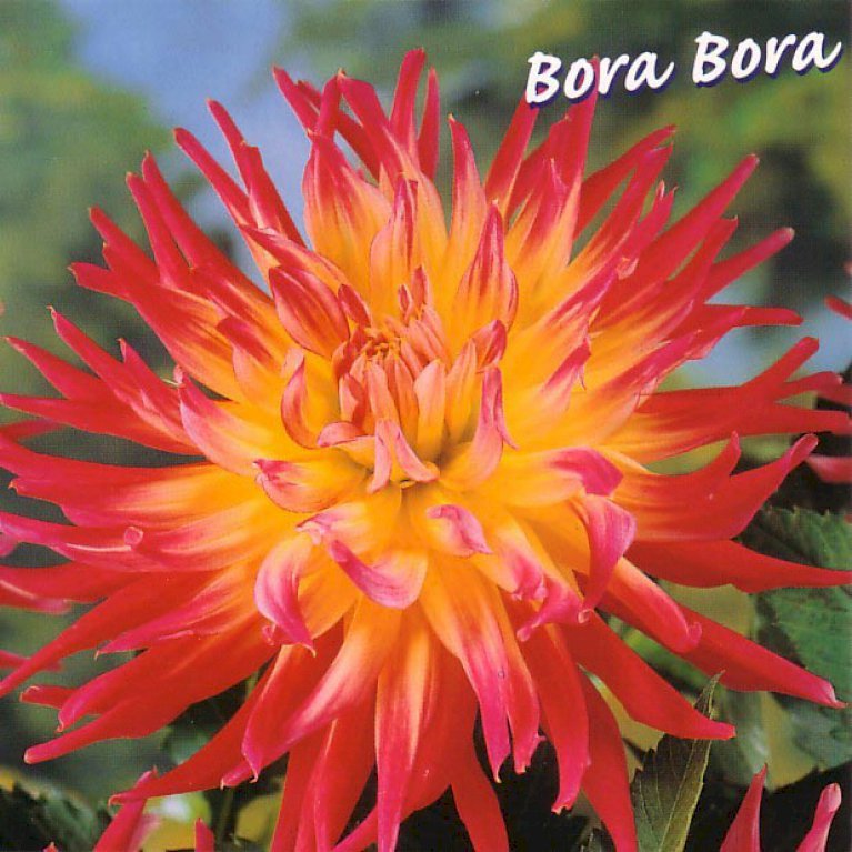 Dahlia Cabana Banana