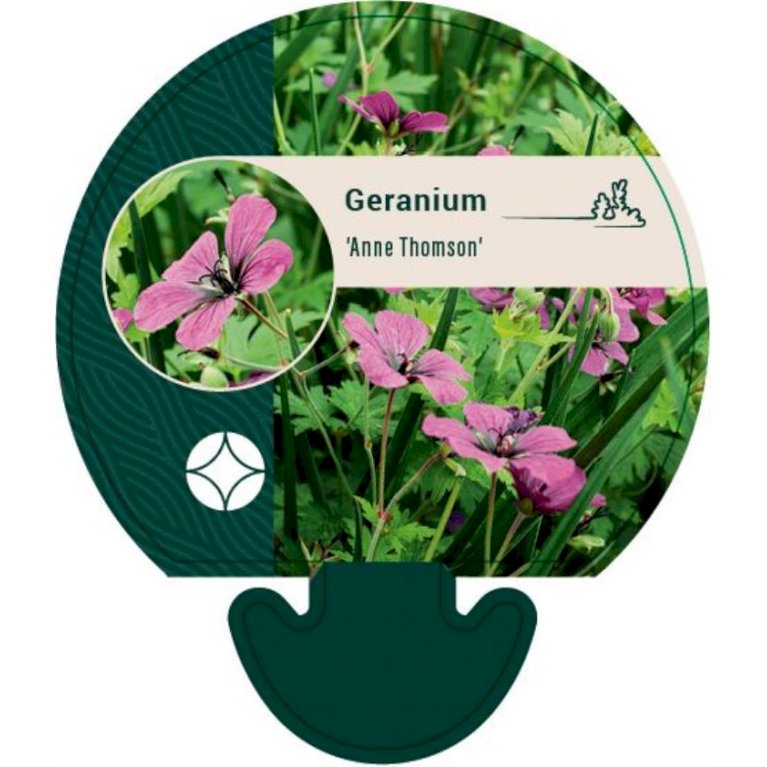 Storkenæb - Geranium 'Anne Thomson' (0,8 liter potte)