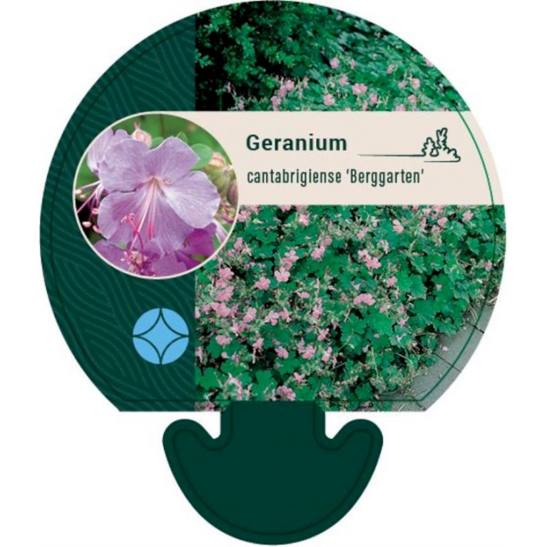 Engelsk Storkenæb 'Berggarten' - Geranium cantabrigiense 'Berggarten' (0,8 liter potte)