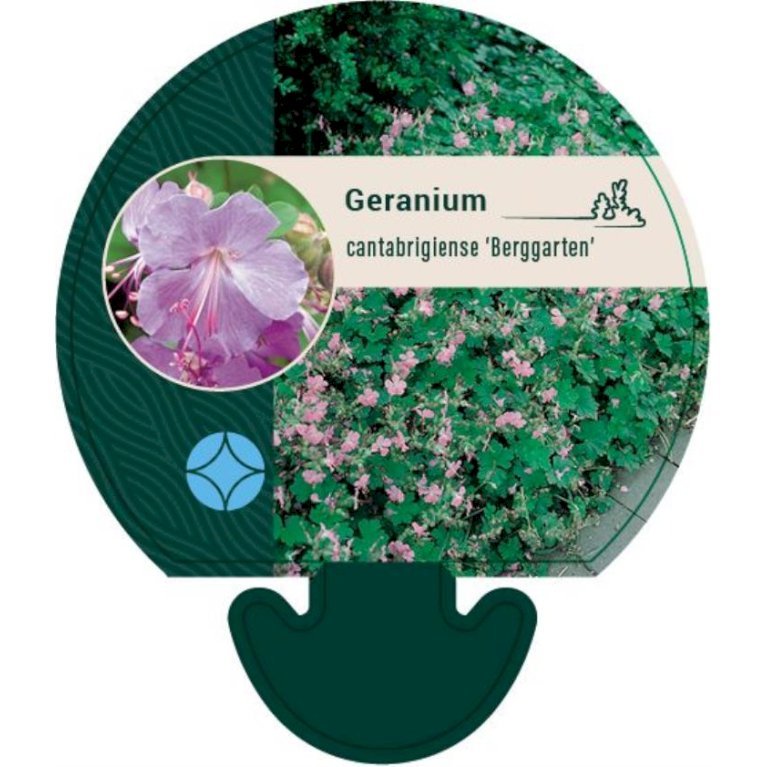 Engelsk Storkenæb 'Berggarten'