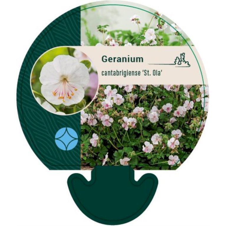 Engelsk Storkenæb 'St. Ola'