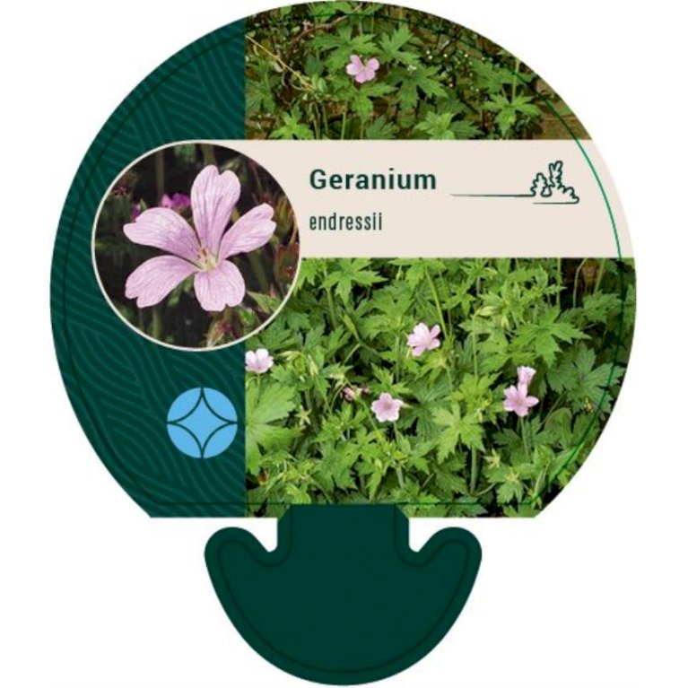 Storkenæb - Geranium endressii (0,8 liter potte)
