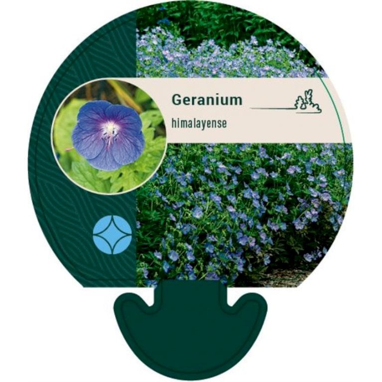Pragt Storkenæb - Geranium himalayense (0,8 liter potte)