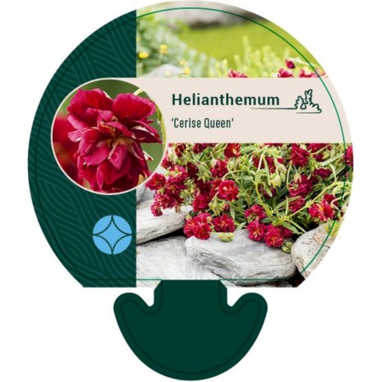 Soløje 'Cerise Queen'