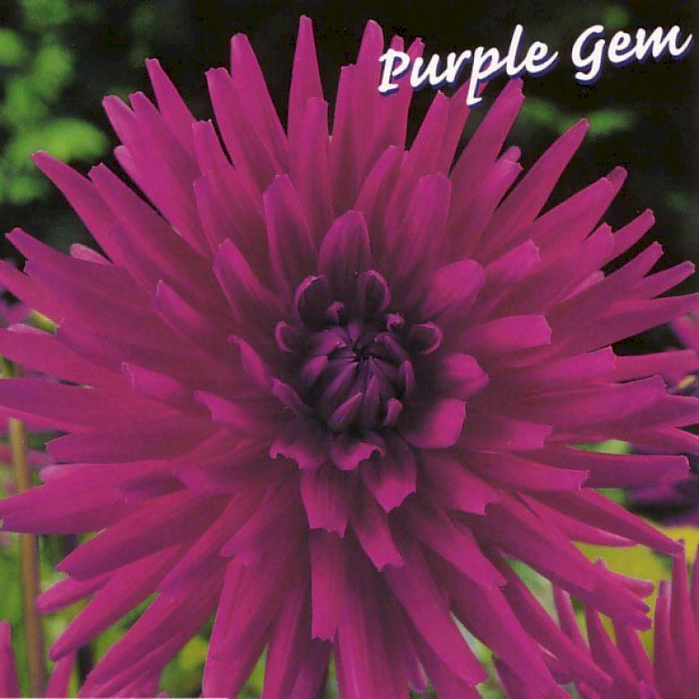 Dahlia G.F. Hemerik