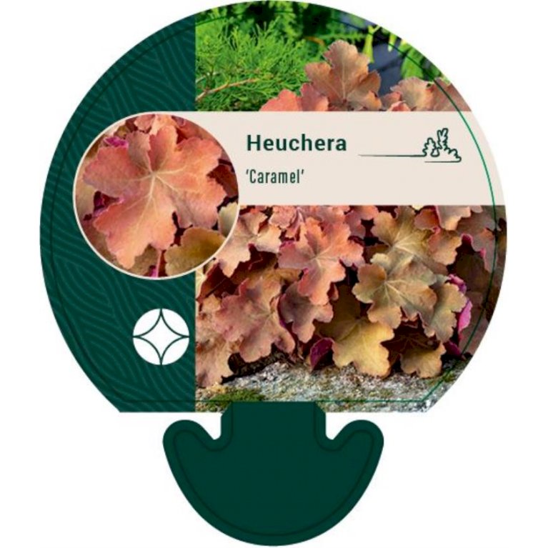 Alunrod - Heuchera 'Caramel' (r) (0,8 liter potte)