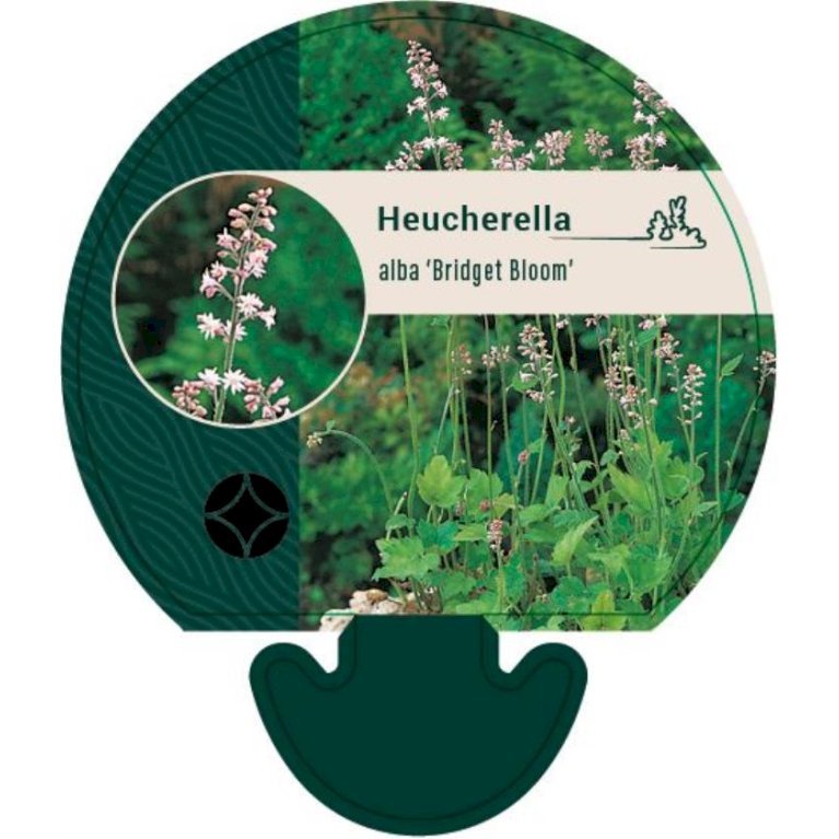 Heucherelle