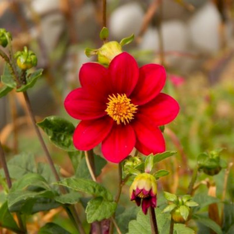 Dahlia Topmix Red