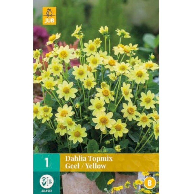 Dahlia topmix 'Yellow'