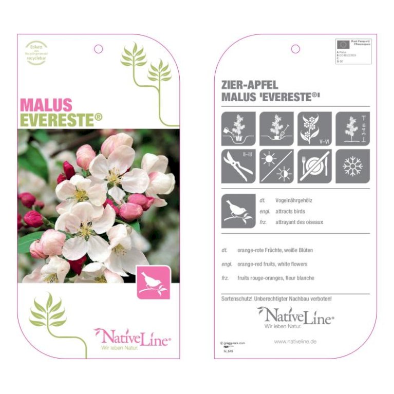 Paradisæble 'Everest'