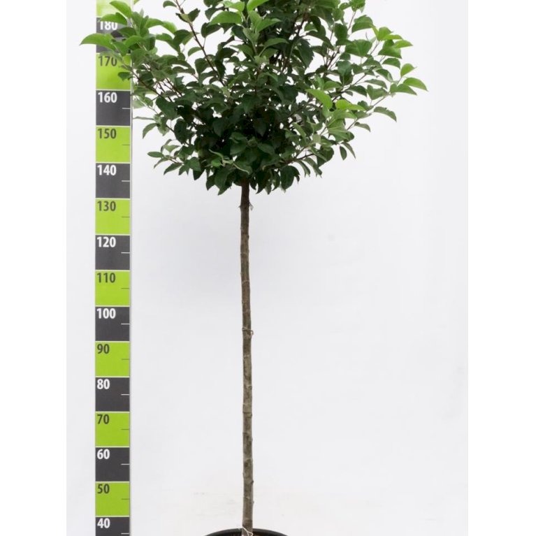 Paradisæble 'Everest'