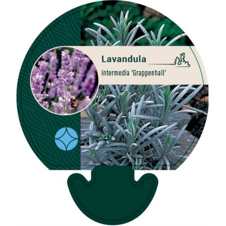 Lavendel - Lavandula intermedia 'Grappenhall' (0,8 liter potte)