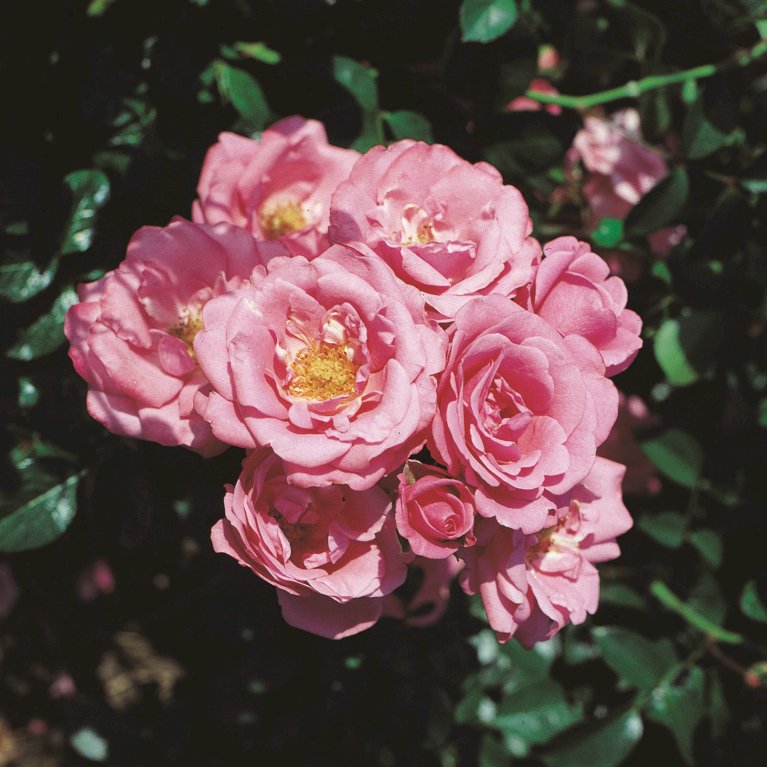 'Bella Rosa'®
