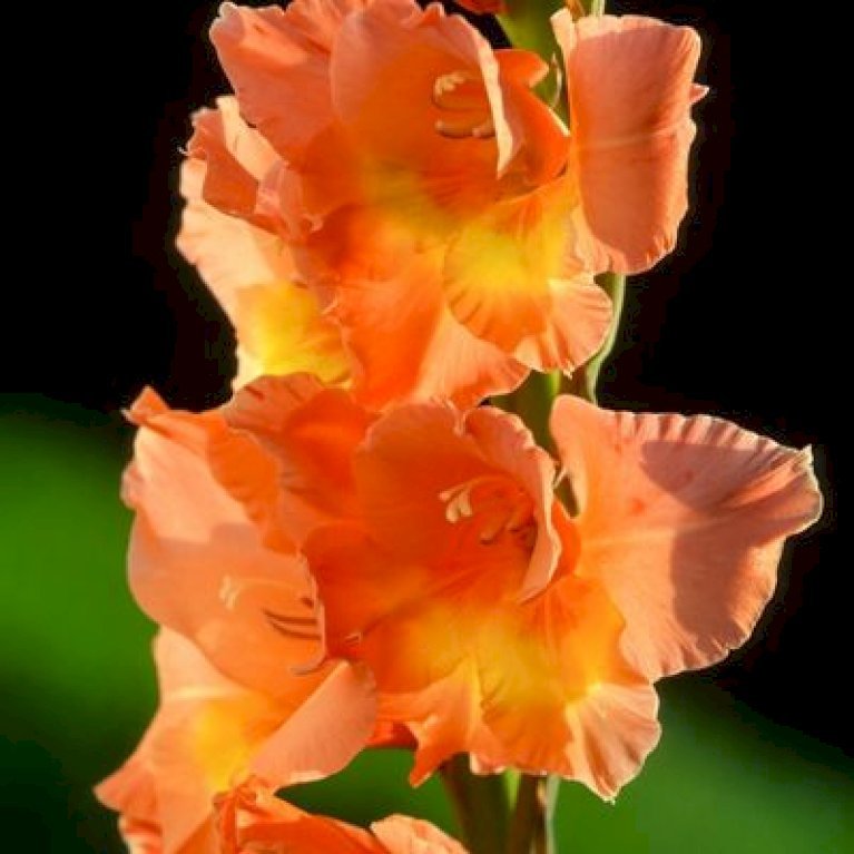 Gladiolus Peter Pears