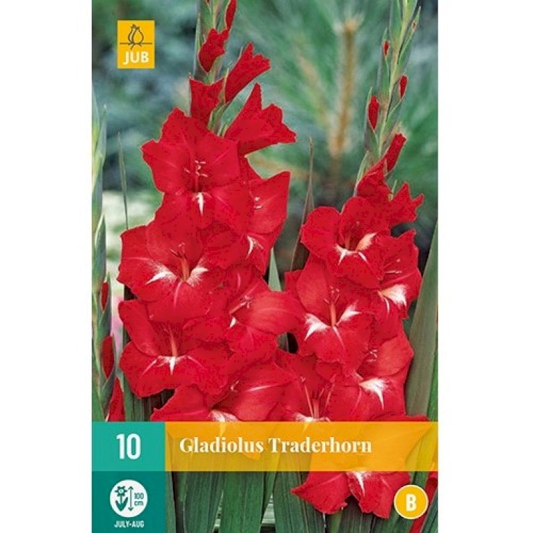 Gladiolus 'Traderhorn'