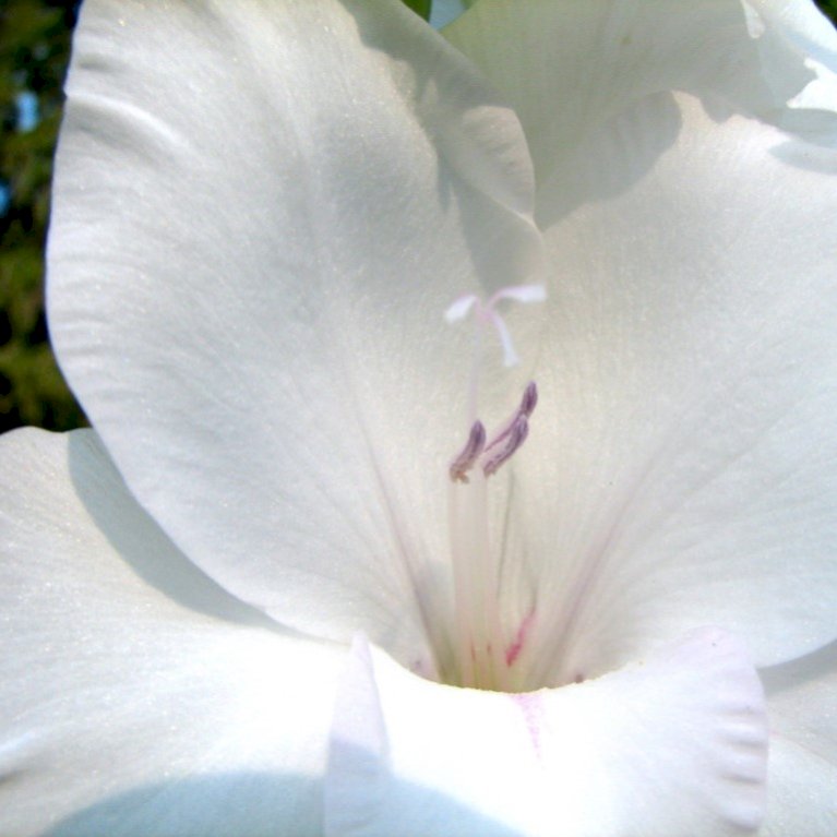 Gladiolus 'White Prosperity'