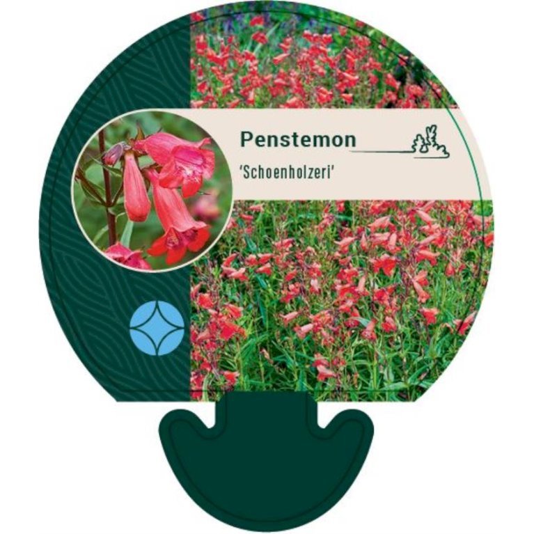 Rørblomst