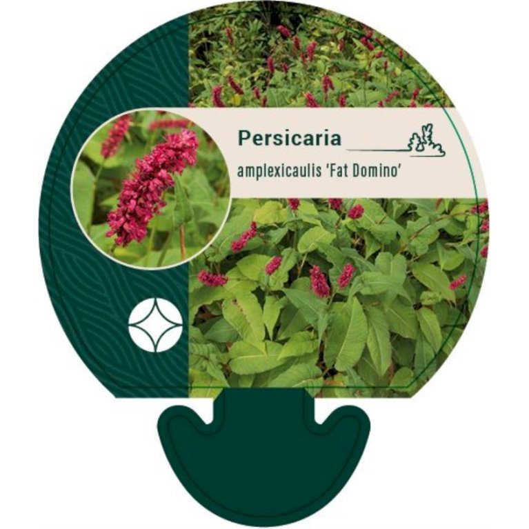 Kertepileurt 'Fat Domino'