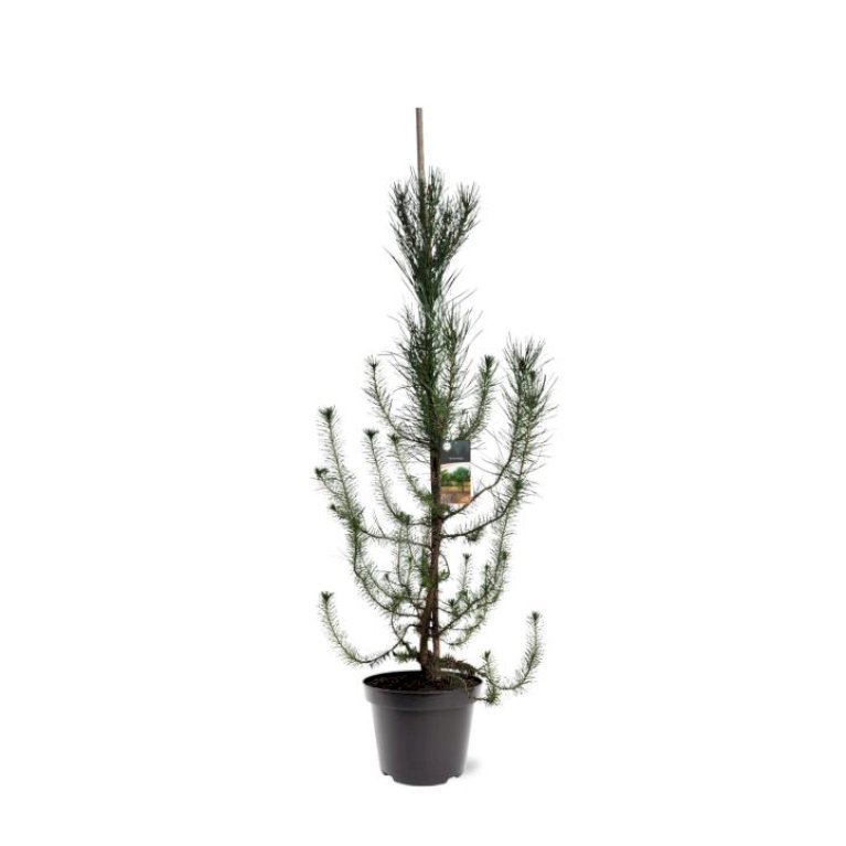 Sølvpinje